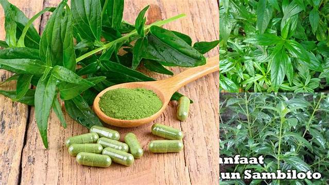 Manfaat Sambiloto untuk Diabetes: 9 Penemuan Menjanjikan yang Jarang Diketahui