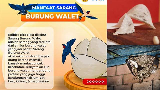 Temukan Khasiat Sarang Burung Walet yang Jarang Diketahui