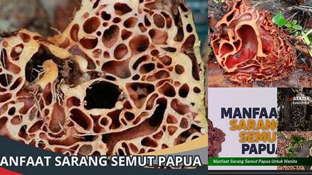Temukan 10 Manfaat Kesehatan Sarang Semut Papua yang Jarang Diketahui