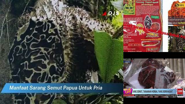 4 Manfaat Sarang Semut Papua untuk Pria yang Jarang Diketahui!