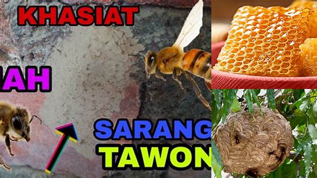 Temukan Khasiat Sarang Tawon yang Jarang Diketahui
