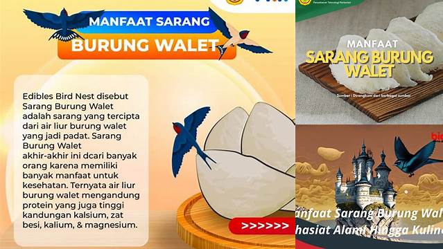 Temukan Manfaat Sarang Walet yang Jarang Diketahui