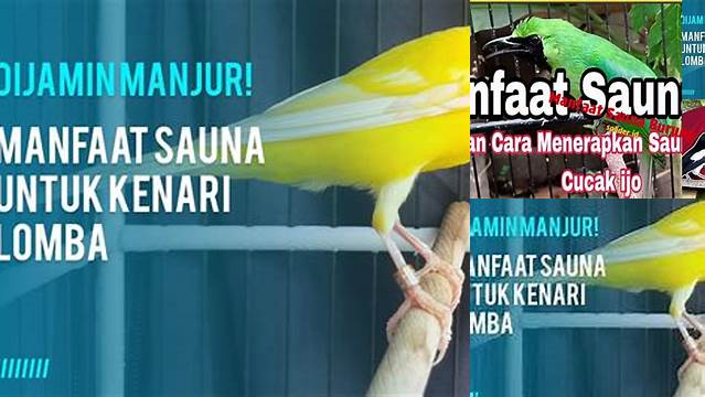 Temukan Manfaat Sauna Burung yang Jarang Diketahui