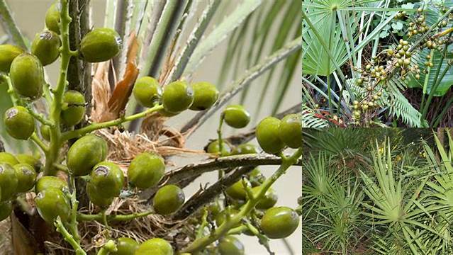 10 Manfaat Saw Palmetto yang Jarang Diketahui yang Perlu Anda Ketahui