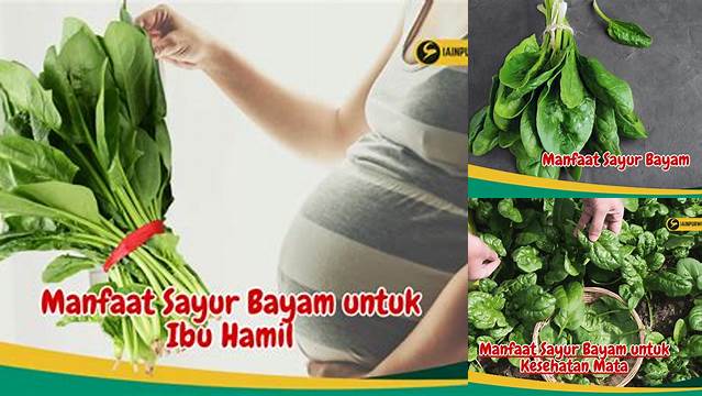 Temukan 5 Manfaat Sayur Bayam untuk Ibu Hamil yang Jarang Diketahui