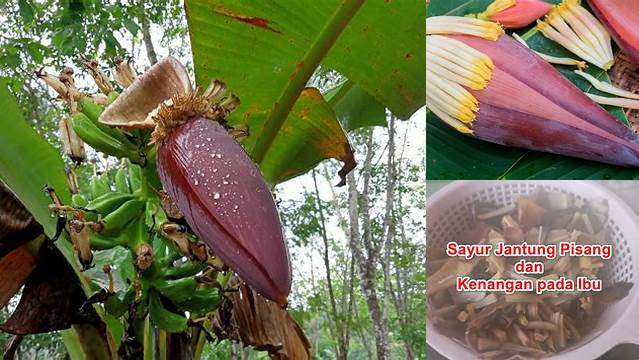 Manfaat Sayur Jantung Pisang yang Jarang Diketahui