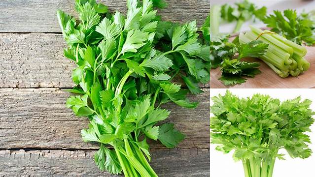 Ungkap 10 Manfaat Sayur Seledri yang Jarang Diketahui
