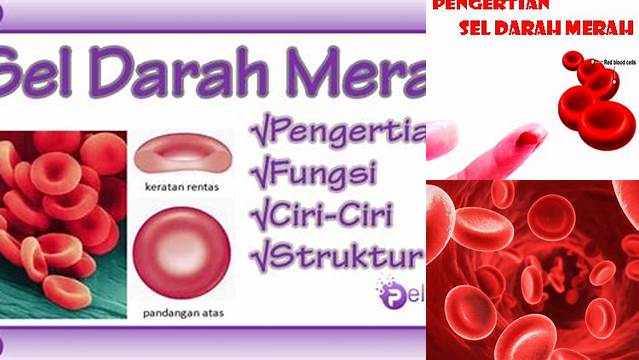 Manfaat Sel Darah Merah untuk Kesehatan Anda: Pengetahuan Jarang Diketahui