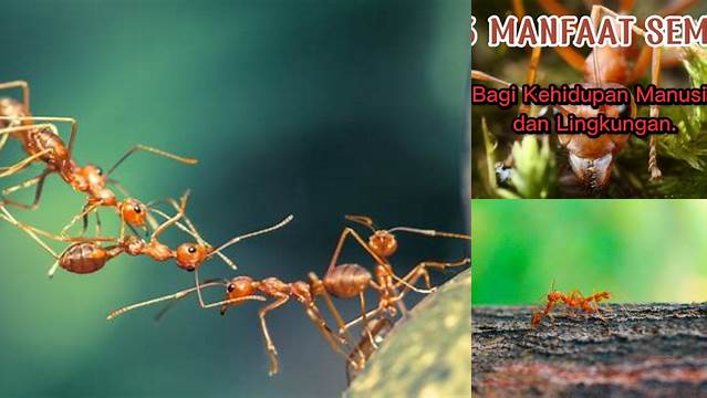 Temukan Manfaat Semut Merah yang Jarang Diketahui