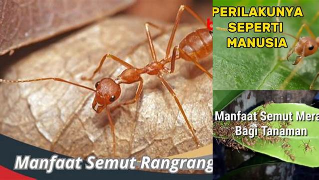 Ungkap Manfaat Semut Rangrang yang Jarang Diketahui