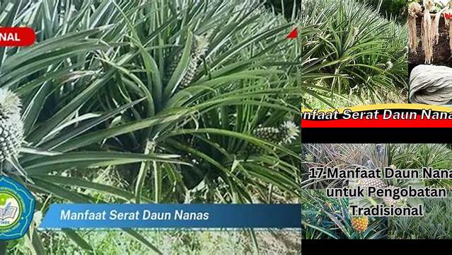 Temukan Manfaat Serat Daun Nanas yang Jarang Diketahui