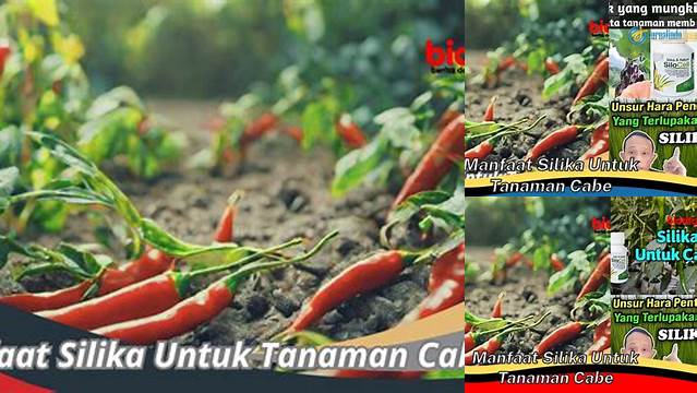 Temukan Manfaat Silika untuk Tanaman yang Jarang Diketahui