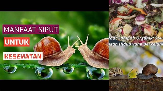 Temukan Manfaat Siput bagi Lingkungan, Langka Diketahui!