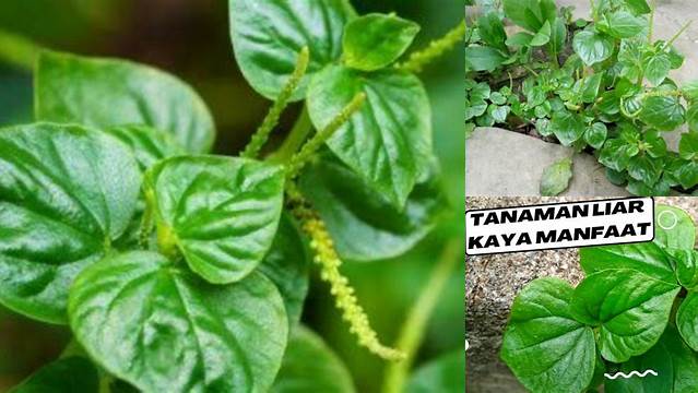 Temukan Khasiat Daun Sirih Cina untuk Asam Urat yang Jarang Diketahui!