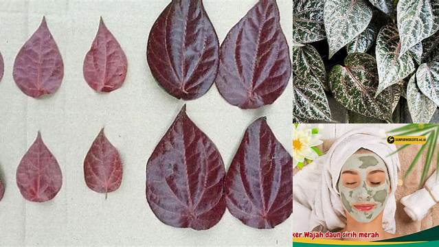 Manfaat Daun Sirih Merah untuk Wajah yang Perlu Anda Ketahui