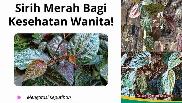 Temukan 7 Manfaat Sirih Merah untuk Wanita yang Jarang Diketahui!