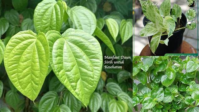 Temukan 10 Manfaat Sirih Putih yang Jarang Diketahui