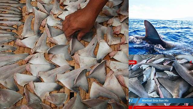 Temukan Manfaat Sirip Ikan Hiu yang Jarang Diketahui dan Wajib Anda Tahu