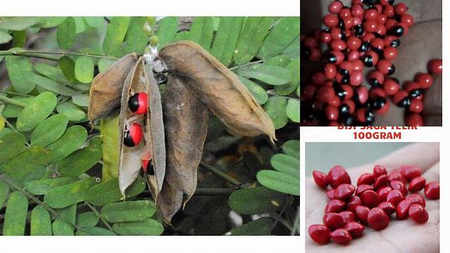 Manfaat Sogok Telik: Rahasia yang Harus Anda Ketahui