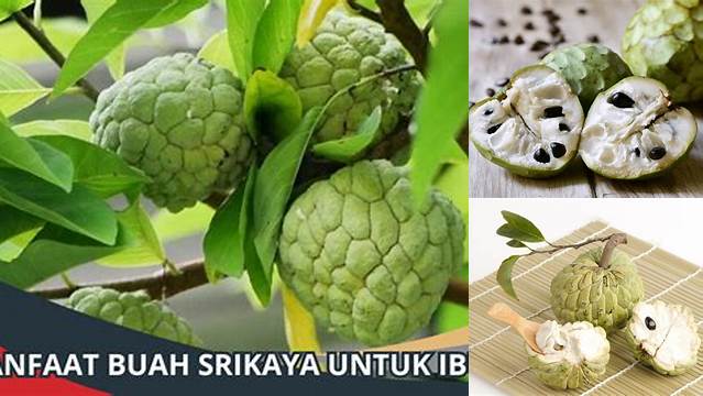 Wajib Tahu! 5 Manfaat Buah Srikaya untuk Ibu Hamil