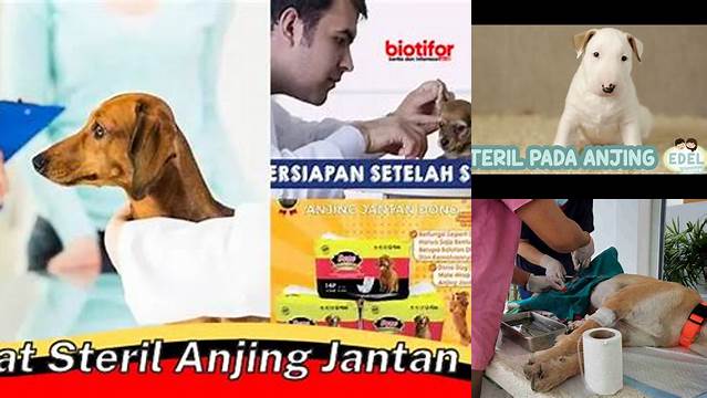 Temukan Manfaat Mengejutkan Steril Anjing Jantan yang Jarang Diketahui