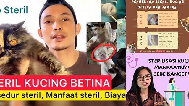 Temukan 9 Manfaat Sterilisasi Kucing Betina yang Perlu Anda Ketahui