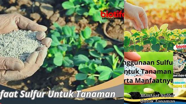 Manfaat Sulfur untuk Tanaman yang Jarang Diketahui