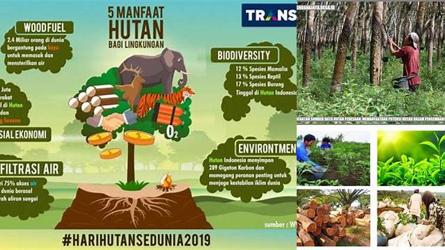 Temukan Manfaat Sumber Daya Alam Hutan yang Jarang Diketahui