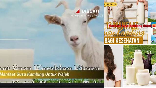 10 Manfaat manfaat susu kambing untuk wajah Kulit Sehat Alami