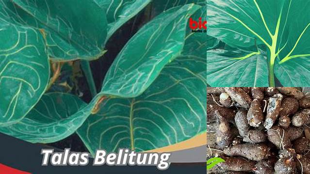 7 Manfaat Talas Belitung yang Jarang Diketahui
