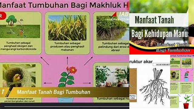 Manfaat Tanah Bagi Tumbuhan: Temukan Manfaatnya yang Tersembunyi