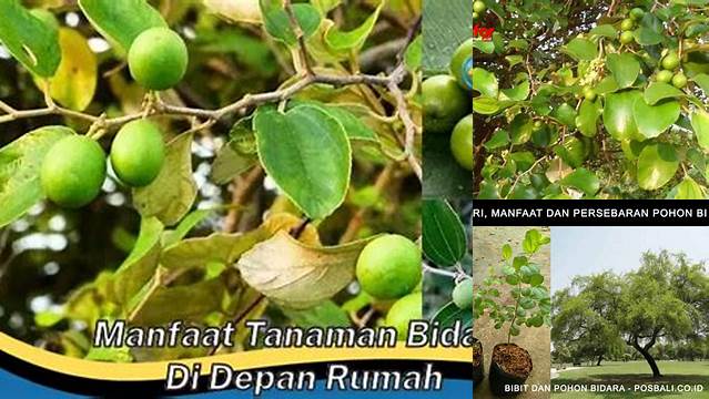 Temukan Manfaat Tanaman Bidara di Depan Rumah yang Jarang Diketahui