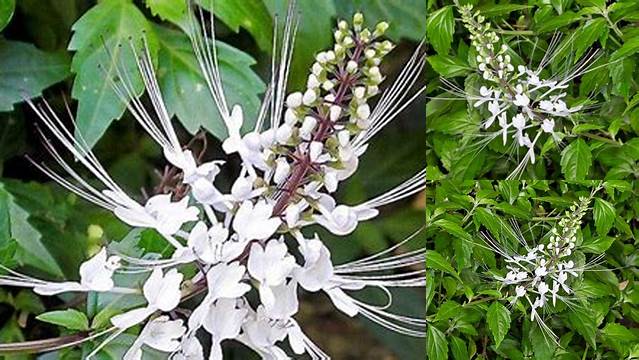 Temukan Manfaat Tanaman Kumis Kucing untuk Kesehatan yang Perlu Diketahui