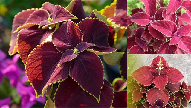 Temukan Manfaat Tanaman Miana yang Perlu Anda Ketahui