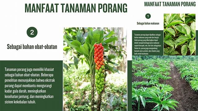 10 Manfaat Tanaman Porang yang Jarang Diketahui, Wajib Tahu!