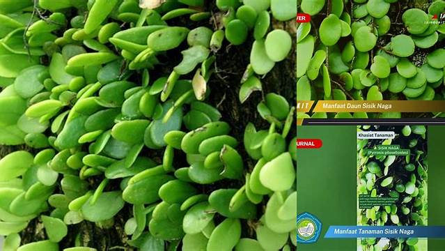 Temukan 9 Manfaat Tanaman Sisik Naga yang Jarang Diketahui