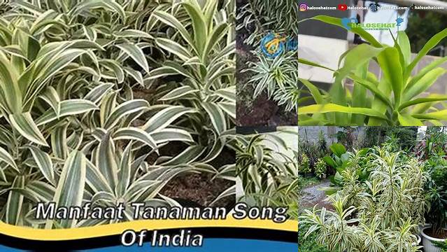 Temukan Khasiat Tanaman Song of India yang Jarang Diketahui