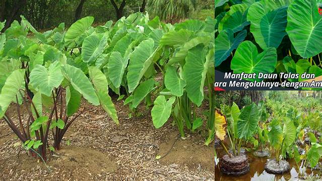 Manfaat Tanaman Talas: 11 Khasiat Luar Biasa yang Jarang Diketahui