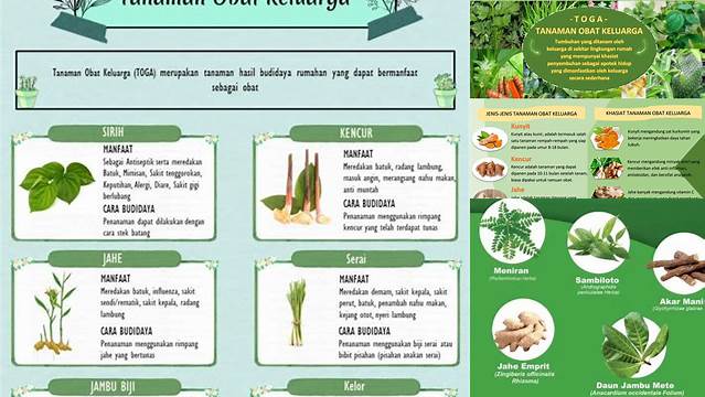 Manfaat Tanaman Toga: Temukan Manfaat yang Tersembunyi, Wajib Diketahui!