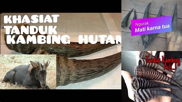 Temukan Rahasia Manfaat Tanduk Kambing Hutan yang Jarang Diketahui
