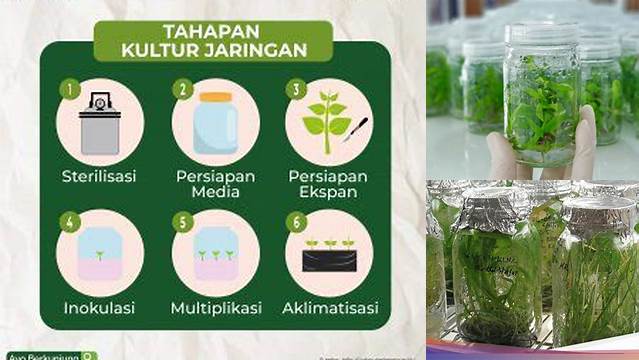  Temukan 8 Manfaat Teknik Kultur Jaringan yang Jarang Diketahui 