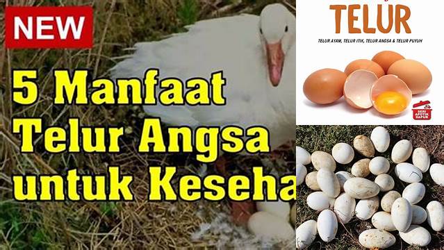 9 Manfaat Telur Angsa Ungkap Rahasia Kesehatan Alami