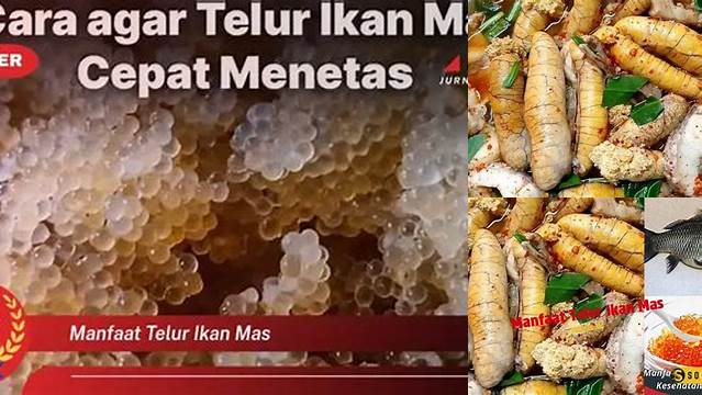 10 Manfaat manfaat telur ikan mas Terungkap Lebih Dalam