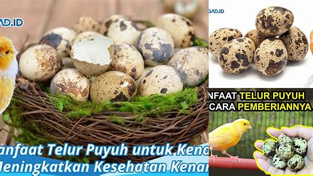 Temukan Manfaat Telur Puyuh untuk Kenari yang Jarang Diketahui