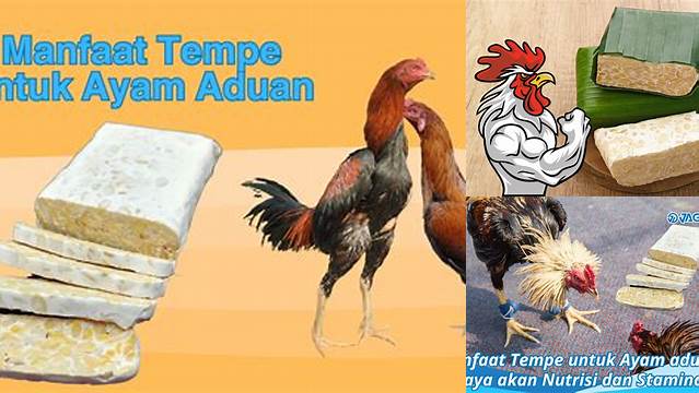 Temukan Manfaat Tempe untuk Ayam Aduan Yang Harus Anda Tahu