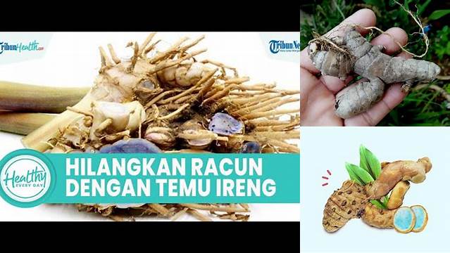 Temukan Manfaat Temu Ireng untuk Asam Lambung yang Jarang Diketahui
