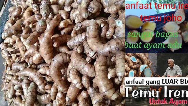 Manfaat Temu Ireng untuk Ayam: Penemuan dan Wawasan yang Perlu Diketahui