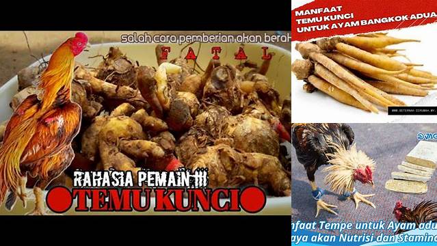 Temukan Manfaat Temu Kunci untuk Ayam Aduan yang Akan Membuat Anda Tercengang