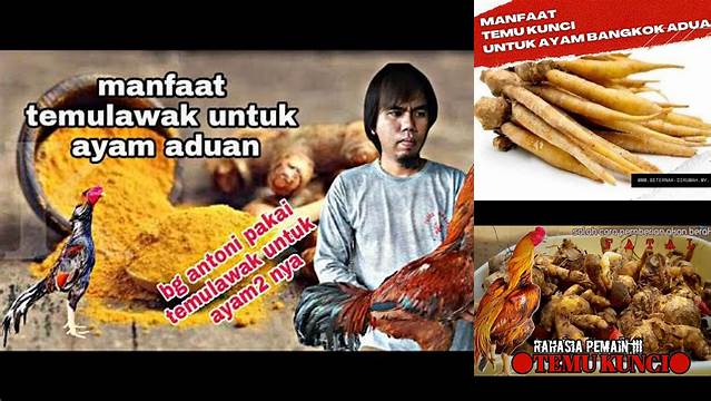 Manfaat Temulawak untuk Ayam Aduan yang Jarang Diketahui