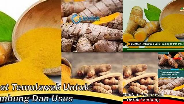 Manfaat Temulawak untuk Lambung dan Usus: Penemuan dan Wawasan Jarang Diketahui